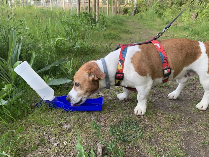 Butelka dla psa MAX 500 ml 