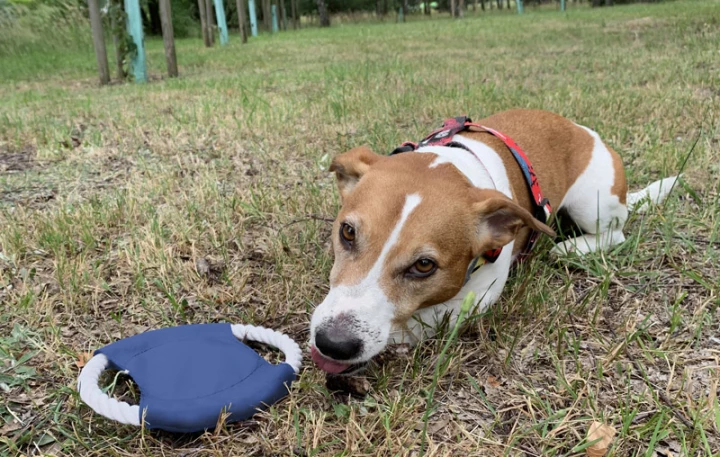 Frisbee dla psa RINGO 