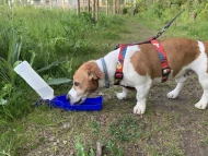 Butelka dla psa MAX 500 ml 