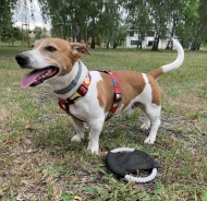 Frisbee dla psa RINGO 